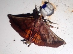 Toccolosida productalis