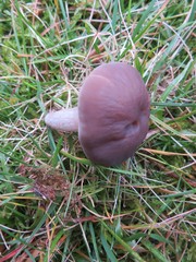 Dermoloma cuneifolium