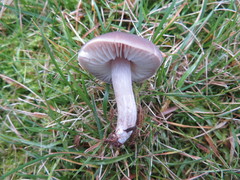 Dermoloma cuneifolium