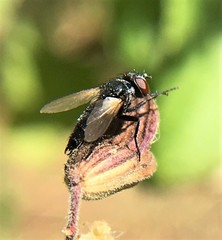 Leucostoma