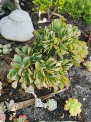 Crassula arborescens undulatifolia