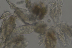 Mycoporum antecellens