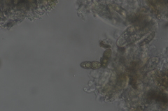 Mycoporum antecellens