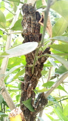 Heraclides anchisiades