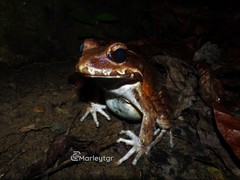 Leptodactylus rhodomerus