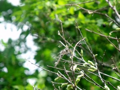 Epitheca petechialis