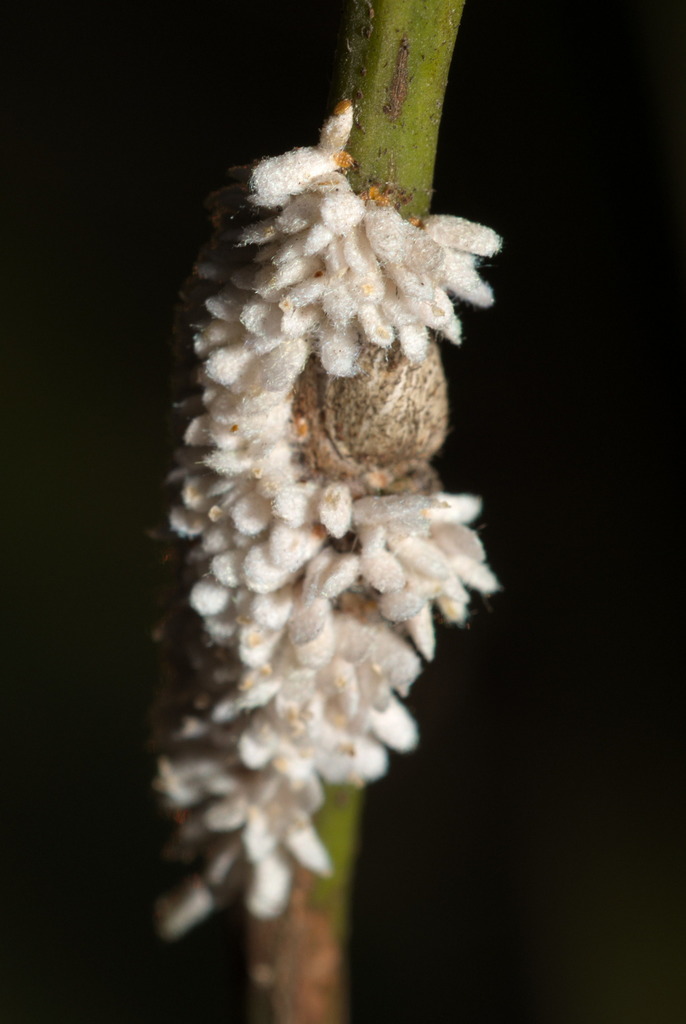 Rutherfordia