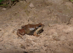 Physalaemus fischeri