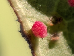 Neuroterus saltatorius texanus