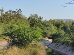 Pyrocephalus rubinus