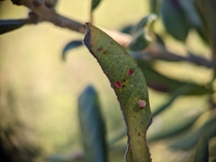 Neuroterus saltatorius texanus