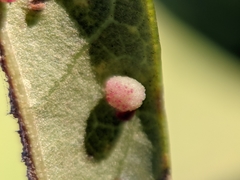 Neuroterus saltatorius texanus