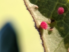 Neuroterus saltatorius texanus