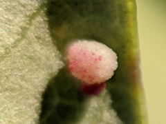 Neuroterus saltatorius texanus