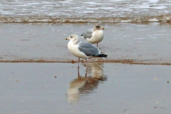 Larus argentatus