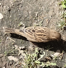 Passer domesticus
