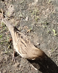 Passer domesticus