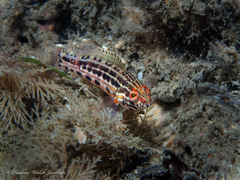 Serranus baldwini