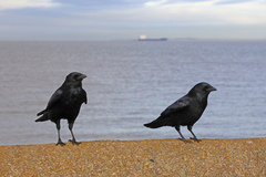 Corvus corone