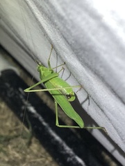 Scudderia curvicauda