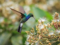 Chalybura buffonii caeruleogaster