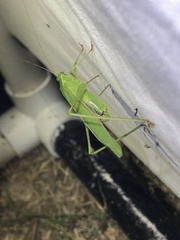 Scudderia curvicauda