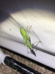 Scudderia curvicauda