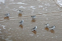 Calidris alba