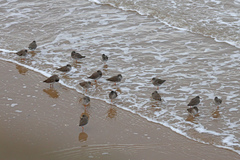 Tringa totanus