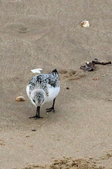 Calidris alba