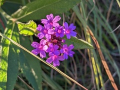 Verbena rigida