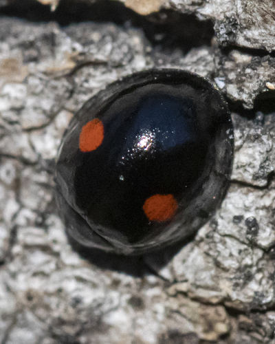 Sleepy qozini ogziga soldi