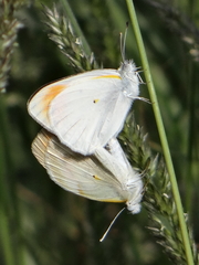Colotis antevippe gavisa
