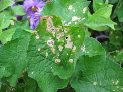 Apterona helicoidella