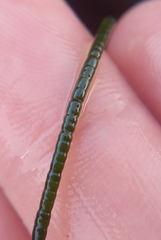 Chaetomorpha spiralis