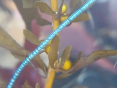 Chaetomorpha spiralis