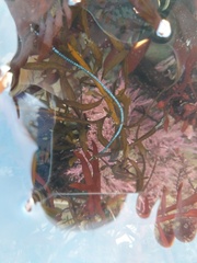 Chaetomorpha spiralis