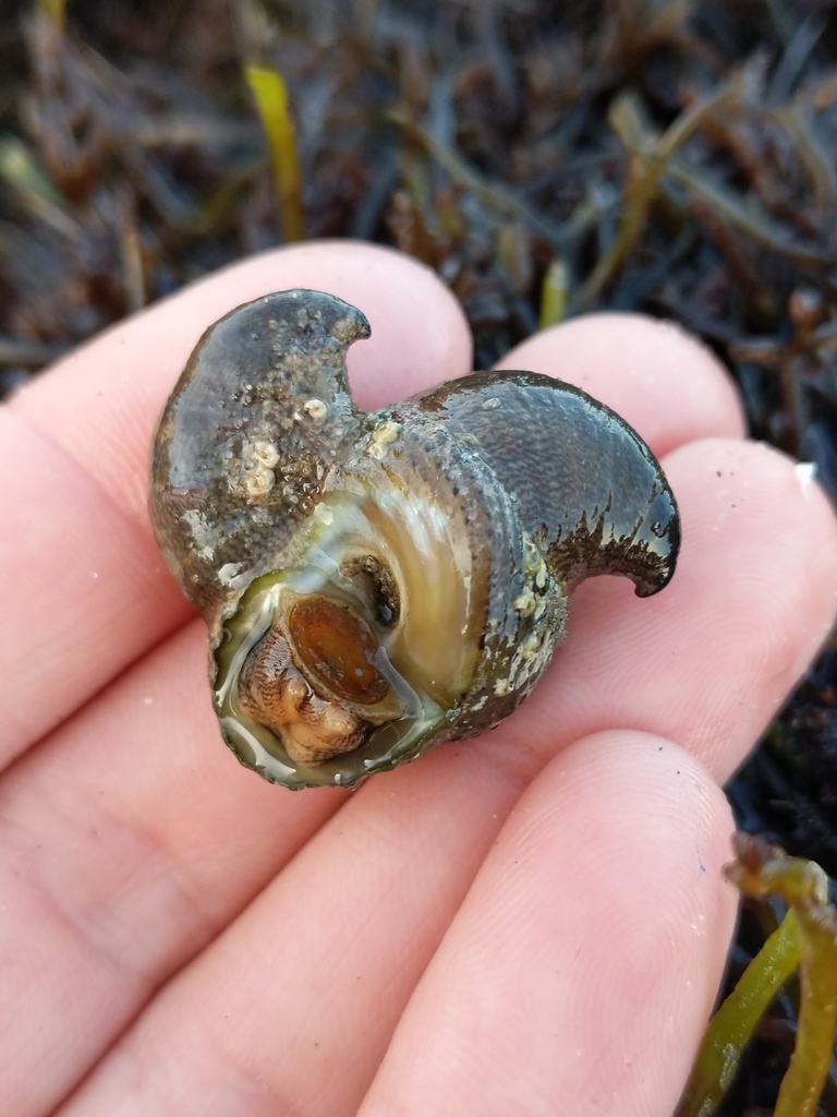 hooked slippersnail