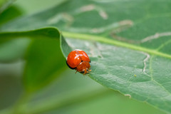Chilocorus circumdatus