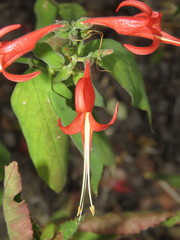 Stenostephanus