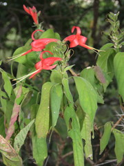 Stenostephanus