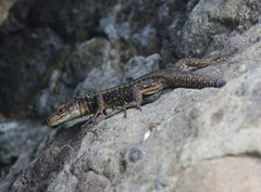 Darevskia rudis bischoffi