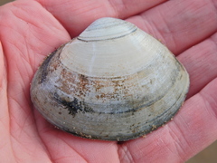 Mactra stultorum
