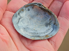Mactra stultorum