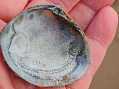 Mactra stultorum