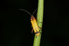 Chauliognathus atroscutellaris