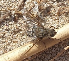 Spogostylum isis