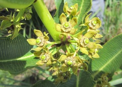 Xysmalobium confusum