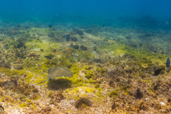 Hypanus berthalutzae