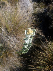 Scrobicaria ilicifolia